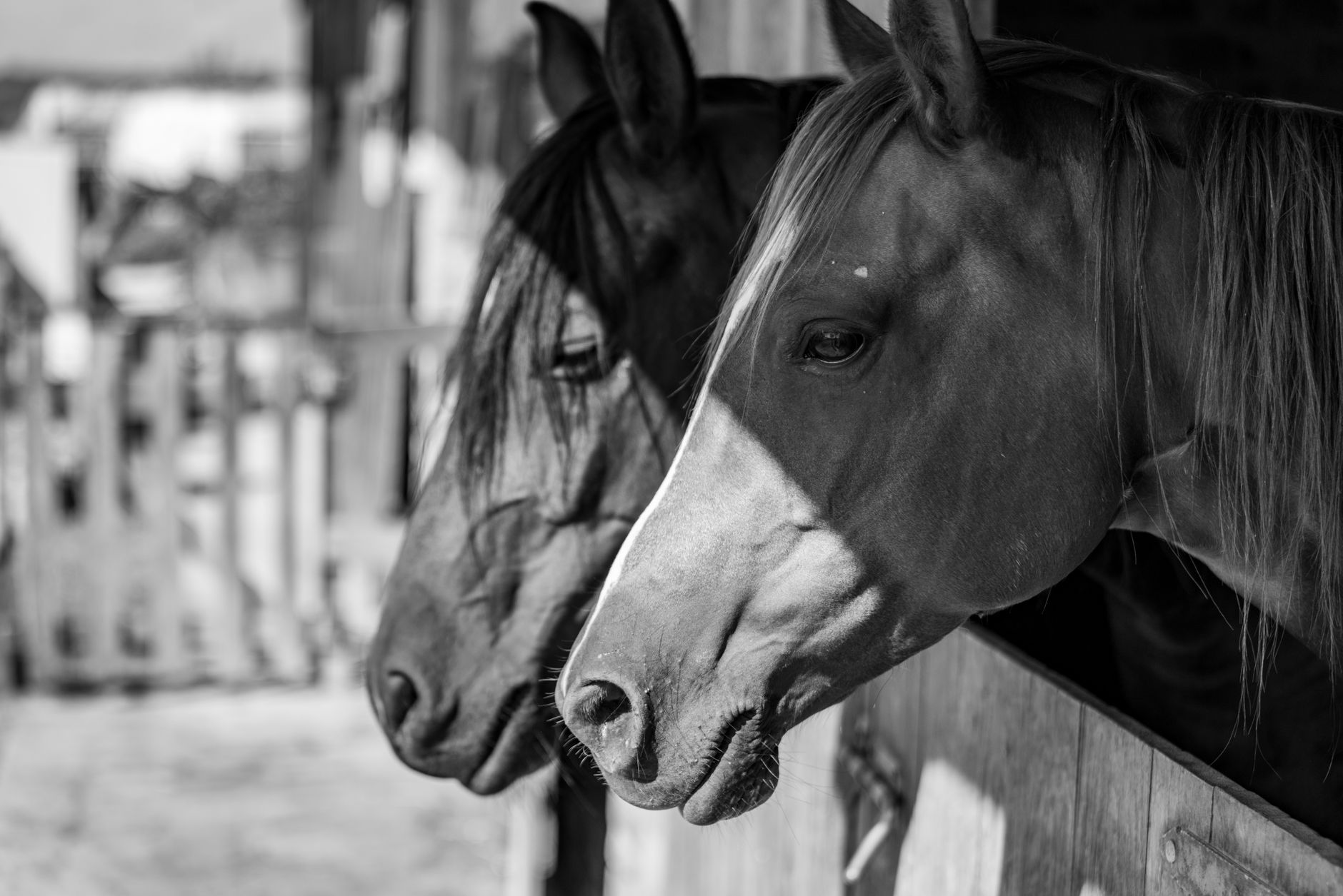 Instalar Stable Diffusion Gratis en Local: Guía Práctica