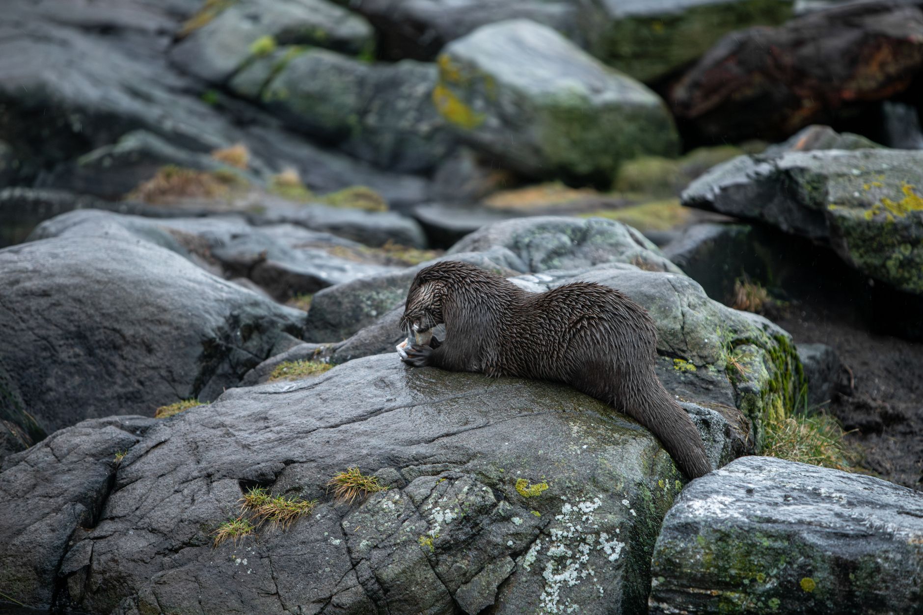 Otter resting on moss-covered rocks along the Norwegian coastline, showcasing natural wildlife beauty.